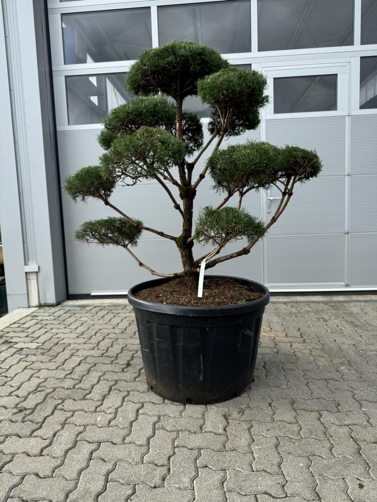 Pinus sylvestris Bonsaiform Spezial