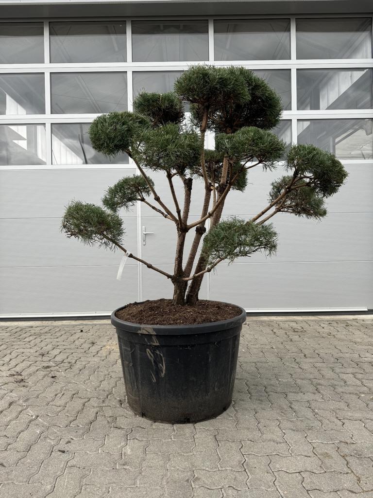 Pinus sylvestris Bonsaiform Spezial