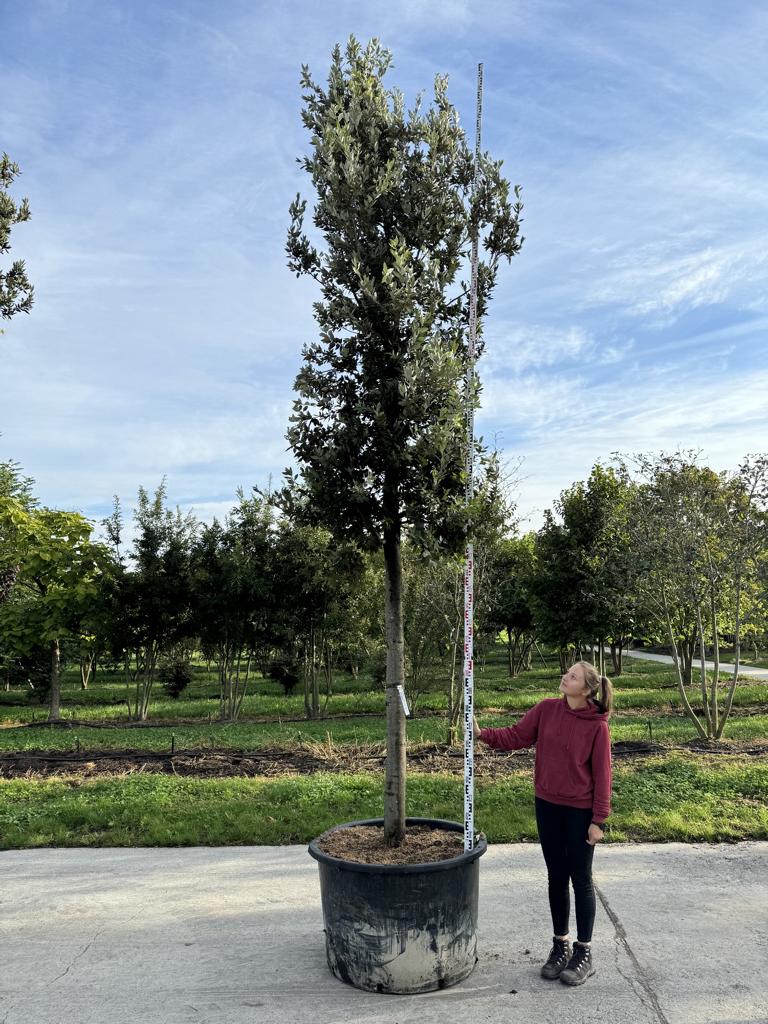 Quercus ilex