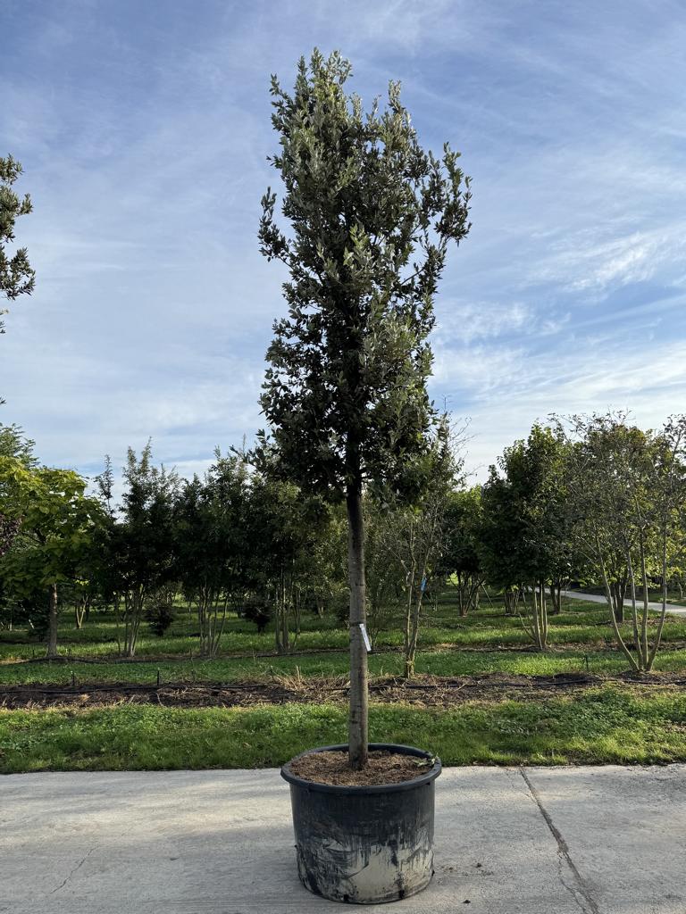 Quercus ilex