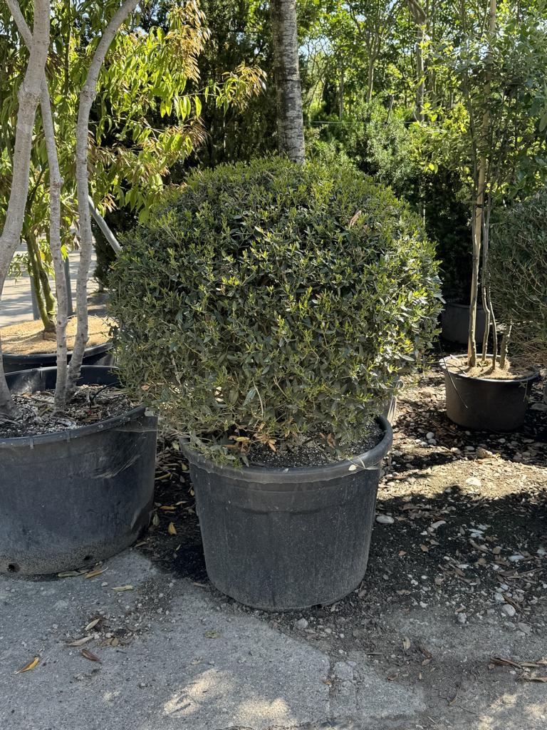 Phillyrea angustifolia kugelförmig