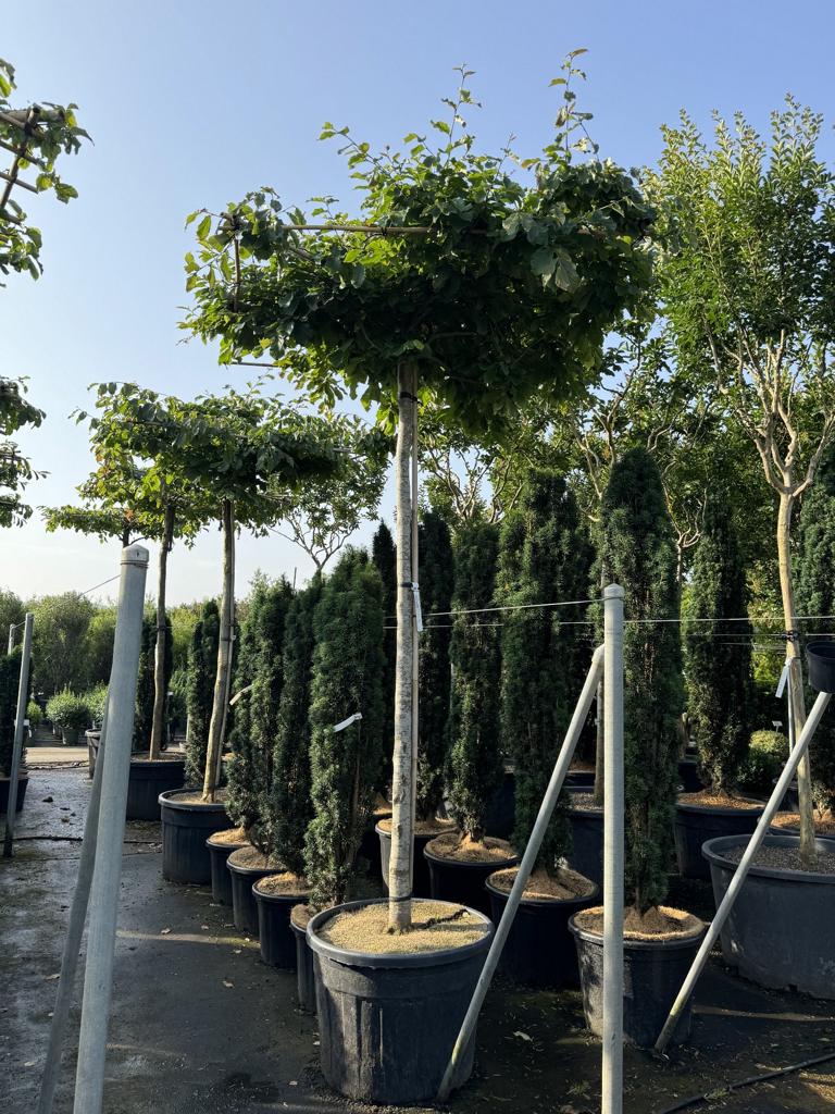 Parrotia persica Schirmform
