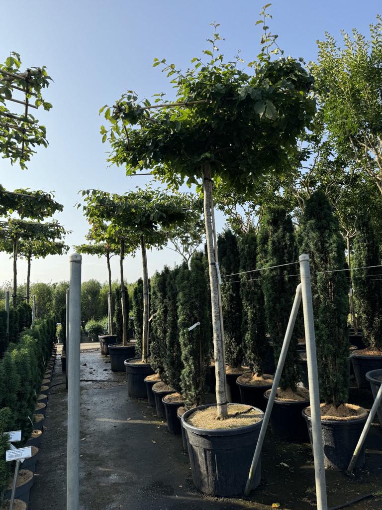 Parrotia persica Schirmform