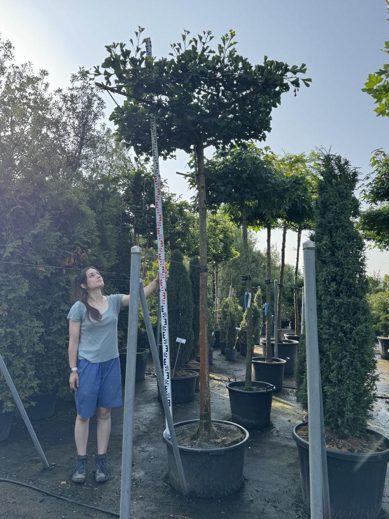 Ginkgo biloba dachförmig