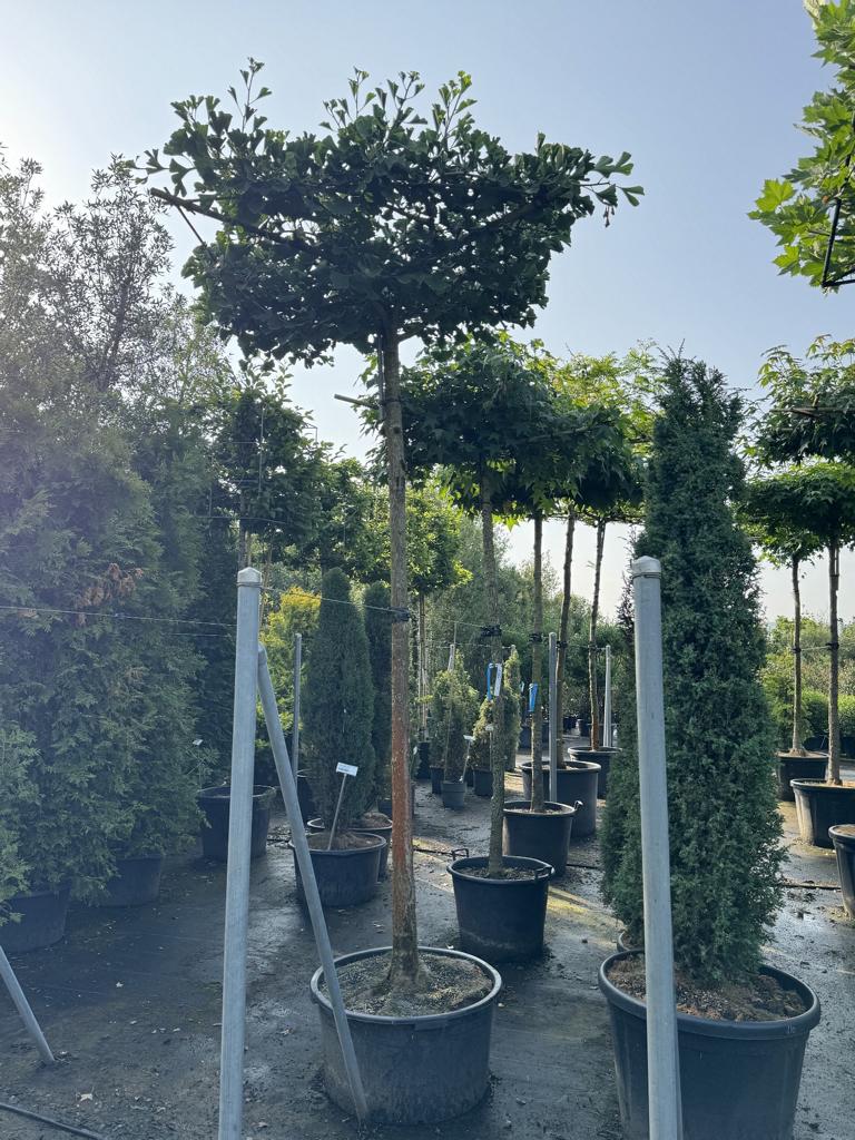 Ginkgo biloba dachförmig