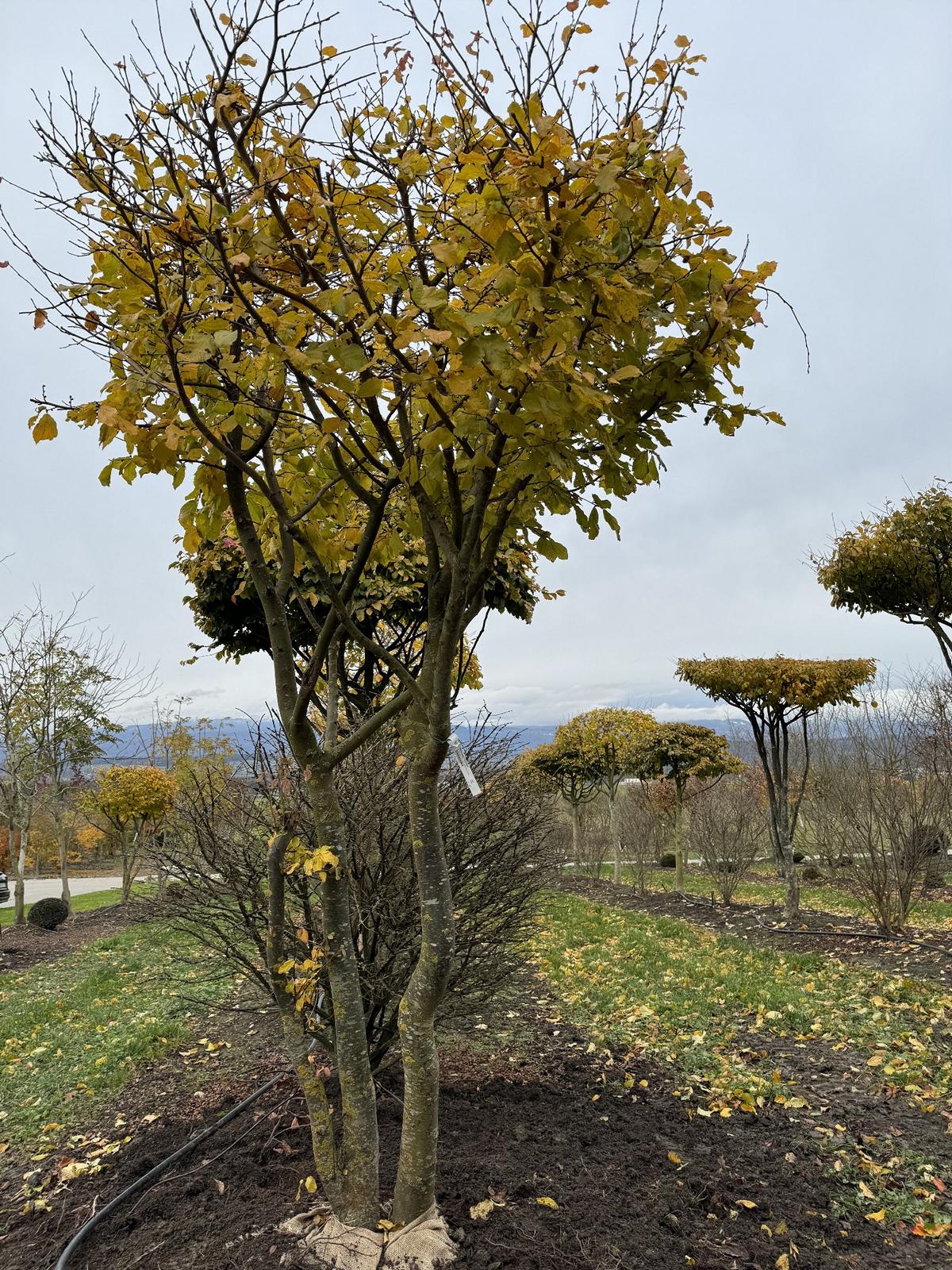 Parrotia persica Schirmform