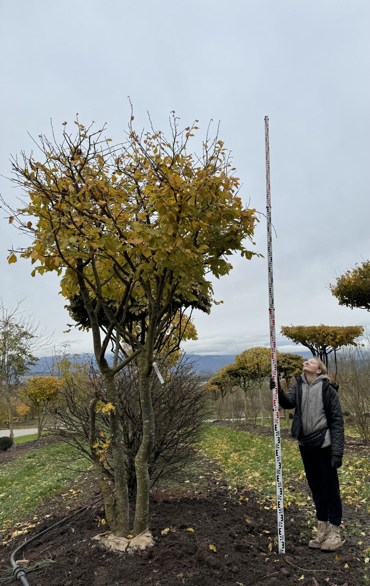 Parrotia persica Schirmform