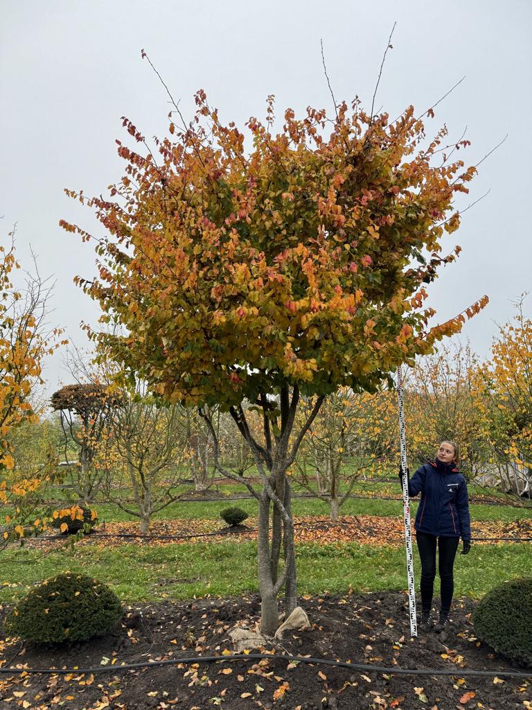 Parrotia persica Schirmform