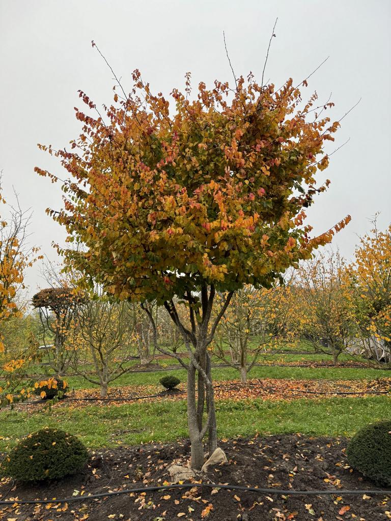 Parrotia persica Schirmform