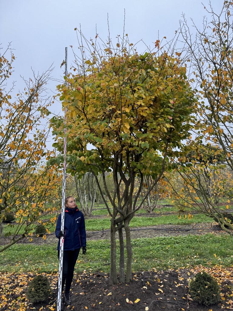 Parrotia persica Schirmform