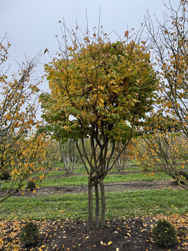 Parrotia persica Schirmform