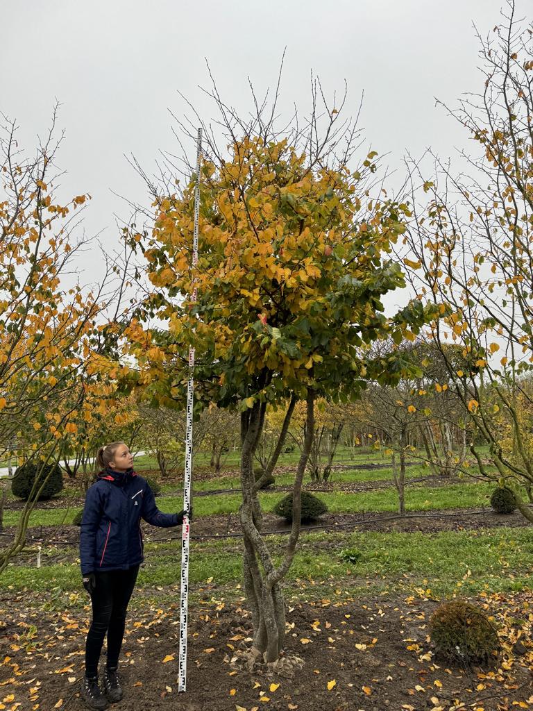 Parrotia persica Schirmform