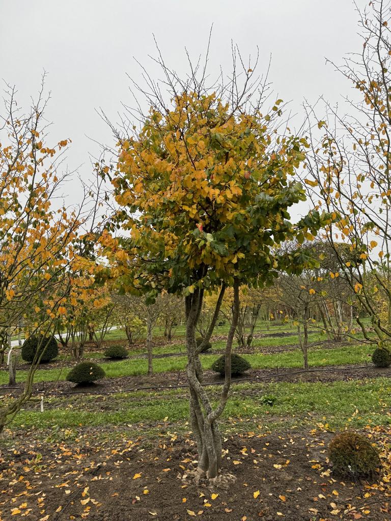 Parrotia persica Schirmform