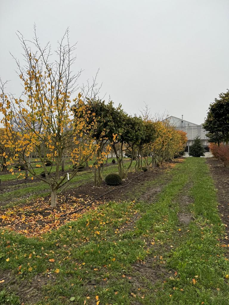 Parrotia persica Schirmform