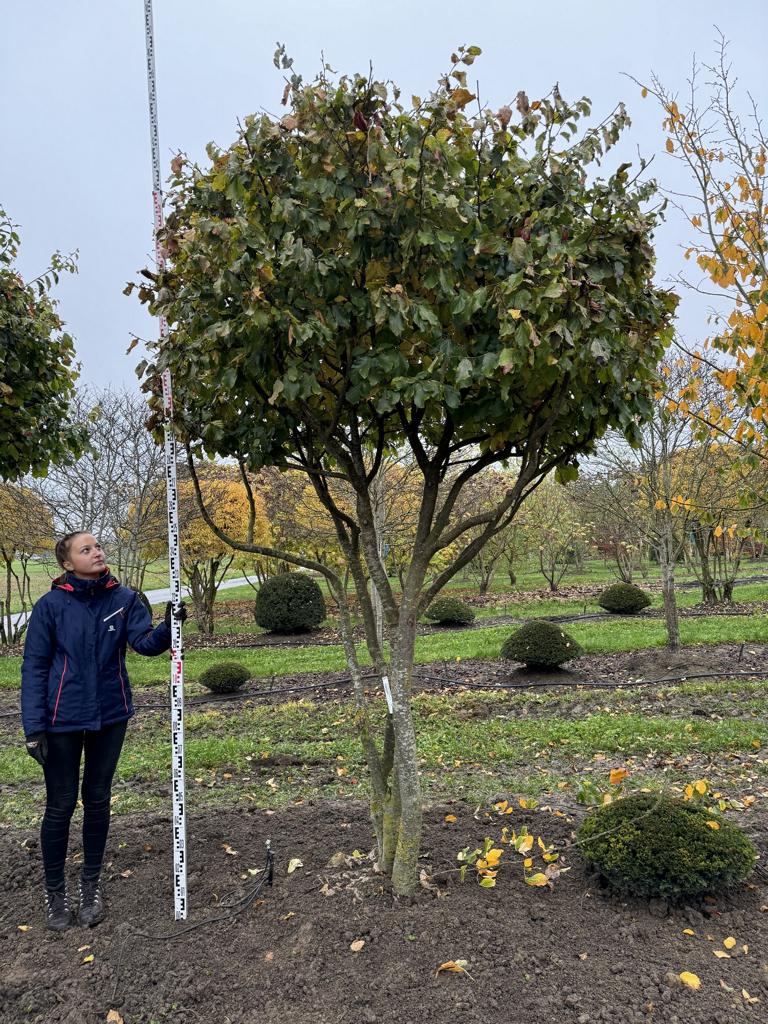 Parrotia persica Schirmform