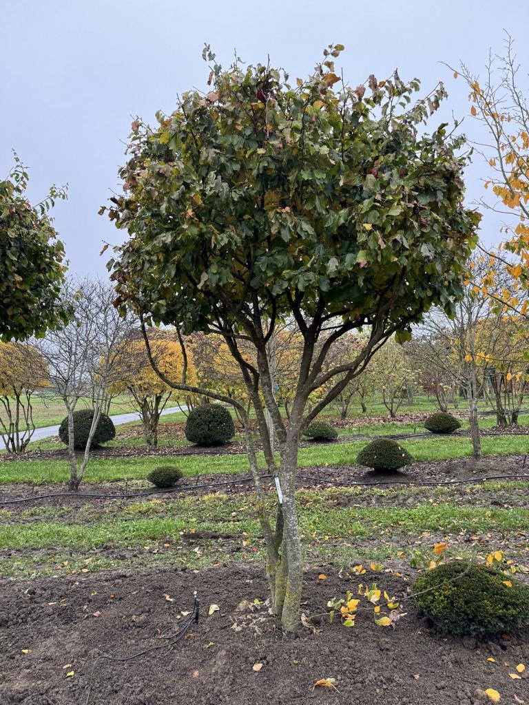 Parrotia persica Schirmform