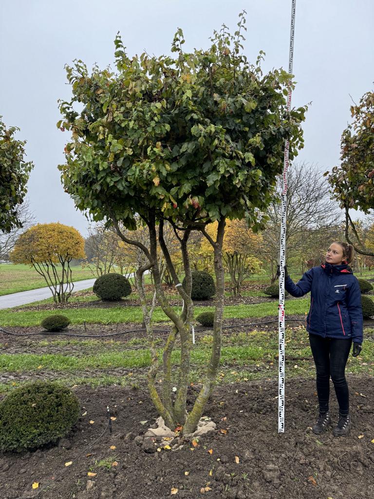 Parrotia persica Schirmform