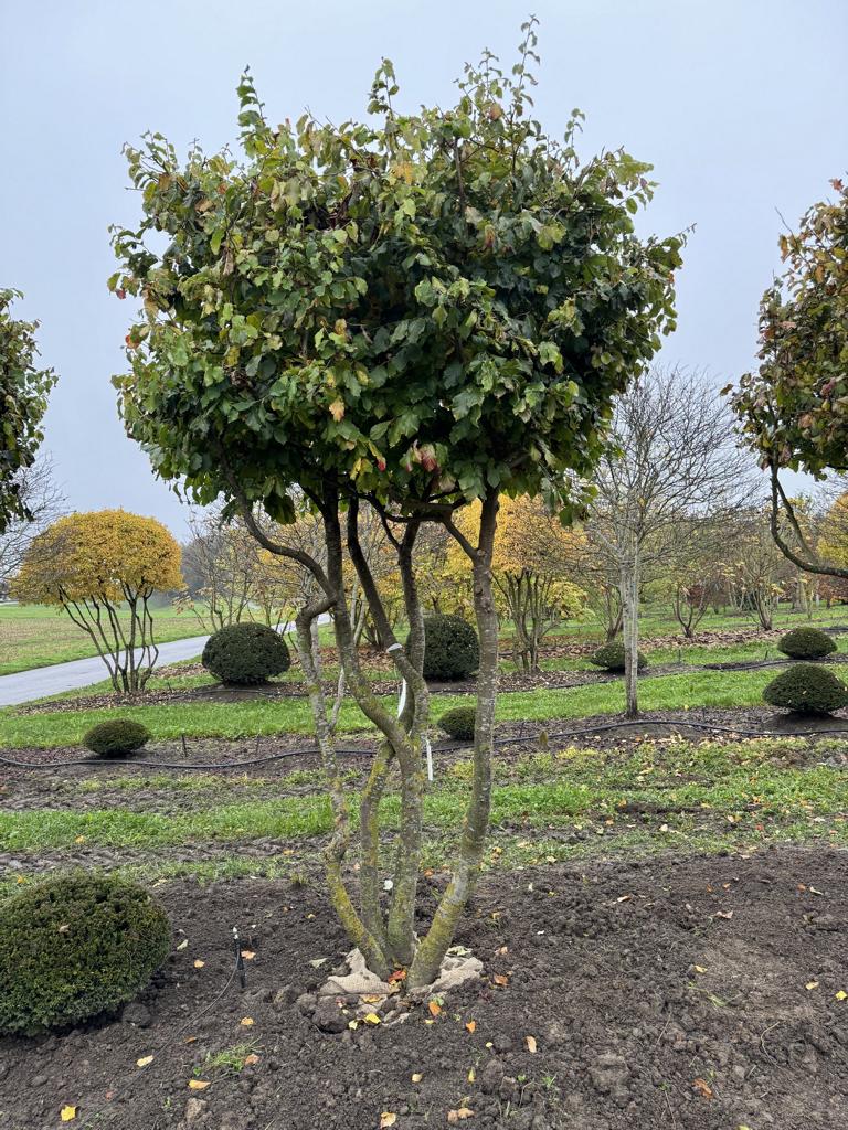 Parrotia persica Schirmform