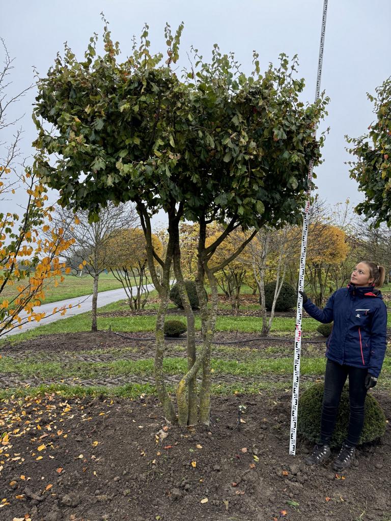 Parrotia persica Schirmform