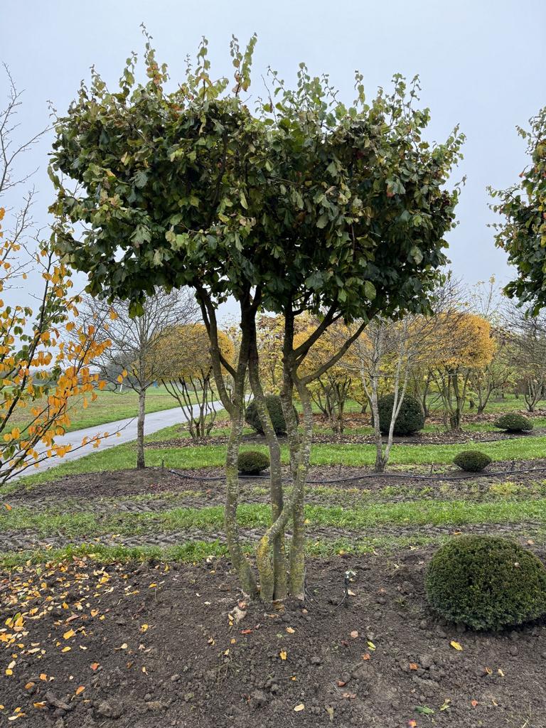 Parrotia persica Schirmform