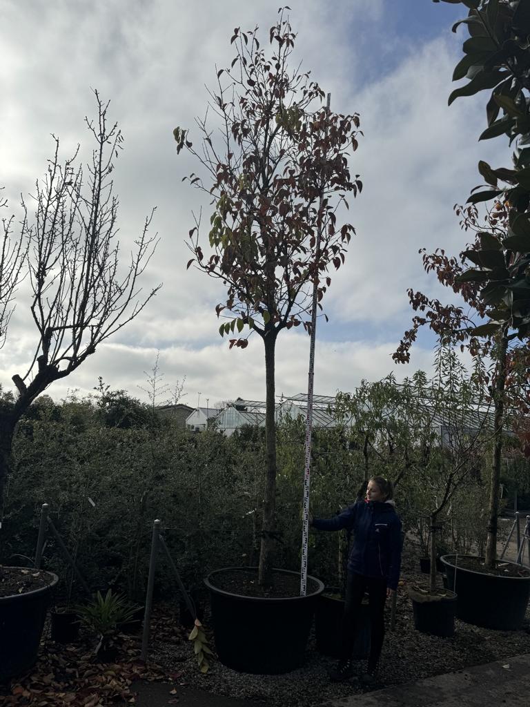 Diospyros kaki