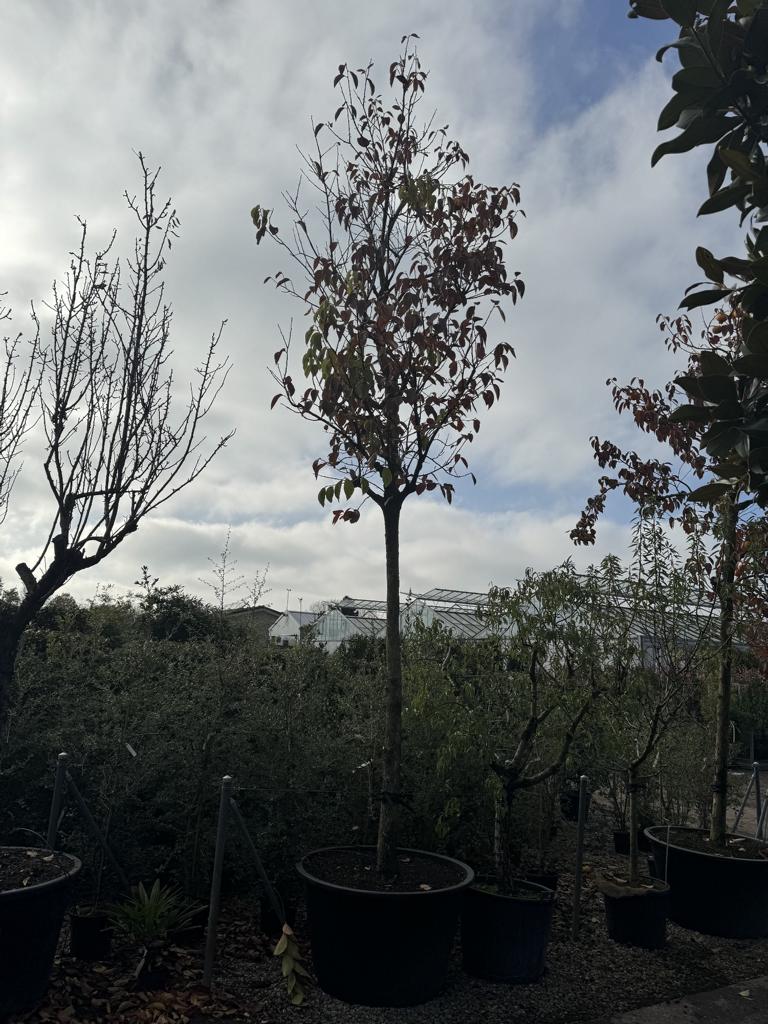 Diospyros kaki