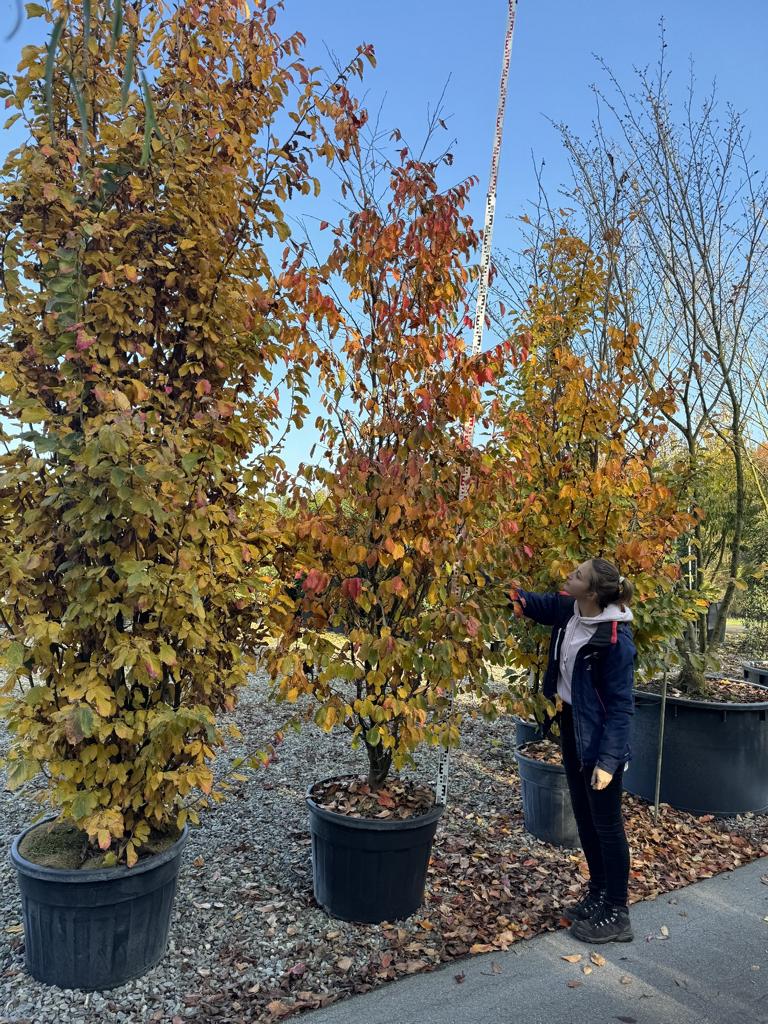 Parrotia persica 'Vanessa'