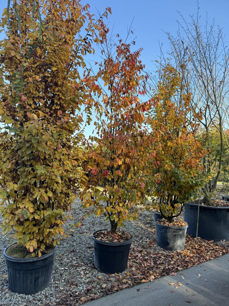 Parrotia persica 'Vanessa'