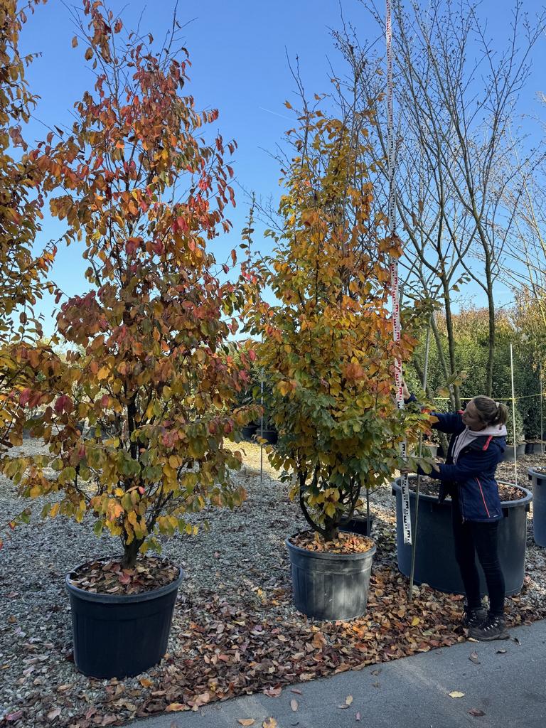 Parrotia persica 'Vanessa'