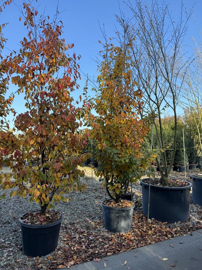 Parrotia persica 'Vanessa'