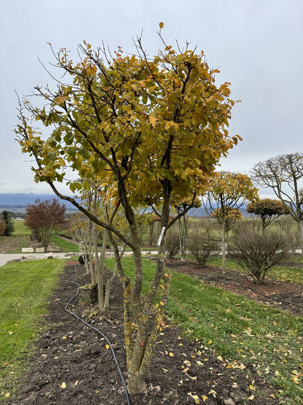 Parrotia persica Schirmform