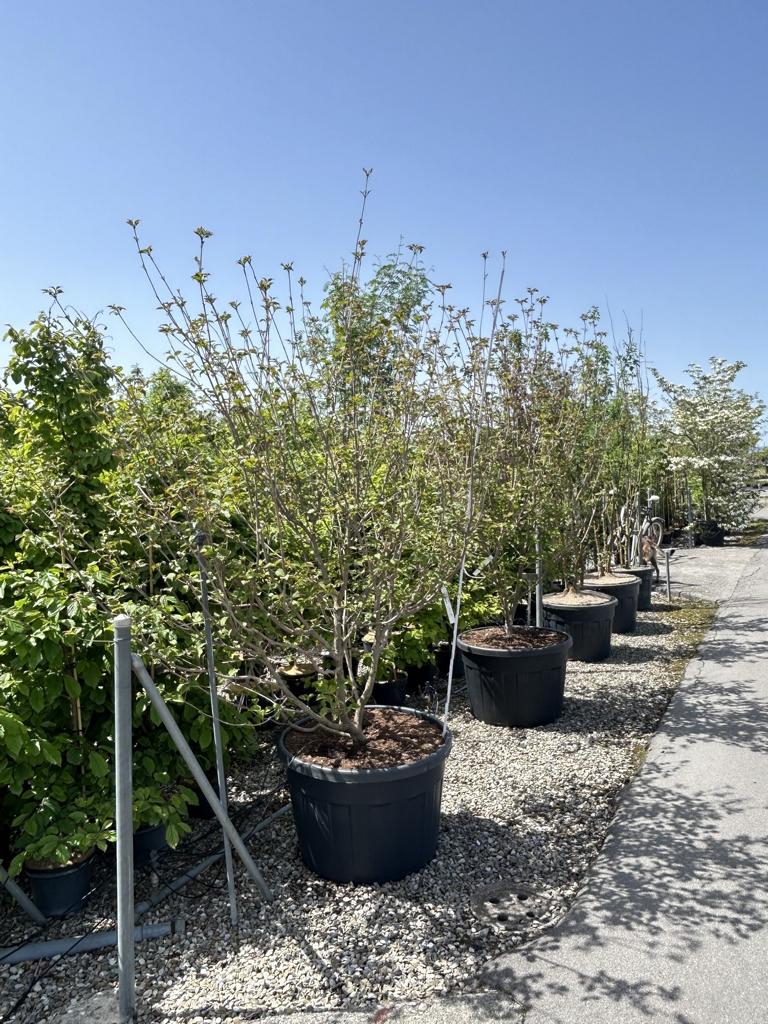 Cornus kousa 'Satomi'