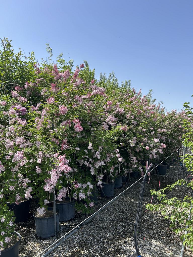 Syringa microphylla 'Superba'