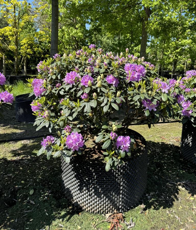 Rhododendron (Catawbiense-Gruppe) 'Catawbiense Grandiflorum'