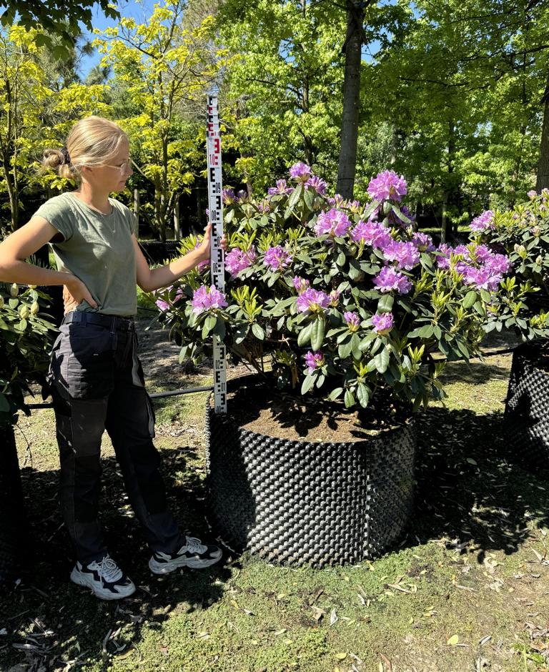 Rhododendron (Catawbiense-Gruppe) 'Catawbiense Grandiflorum'