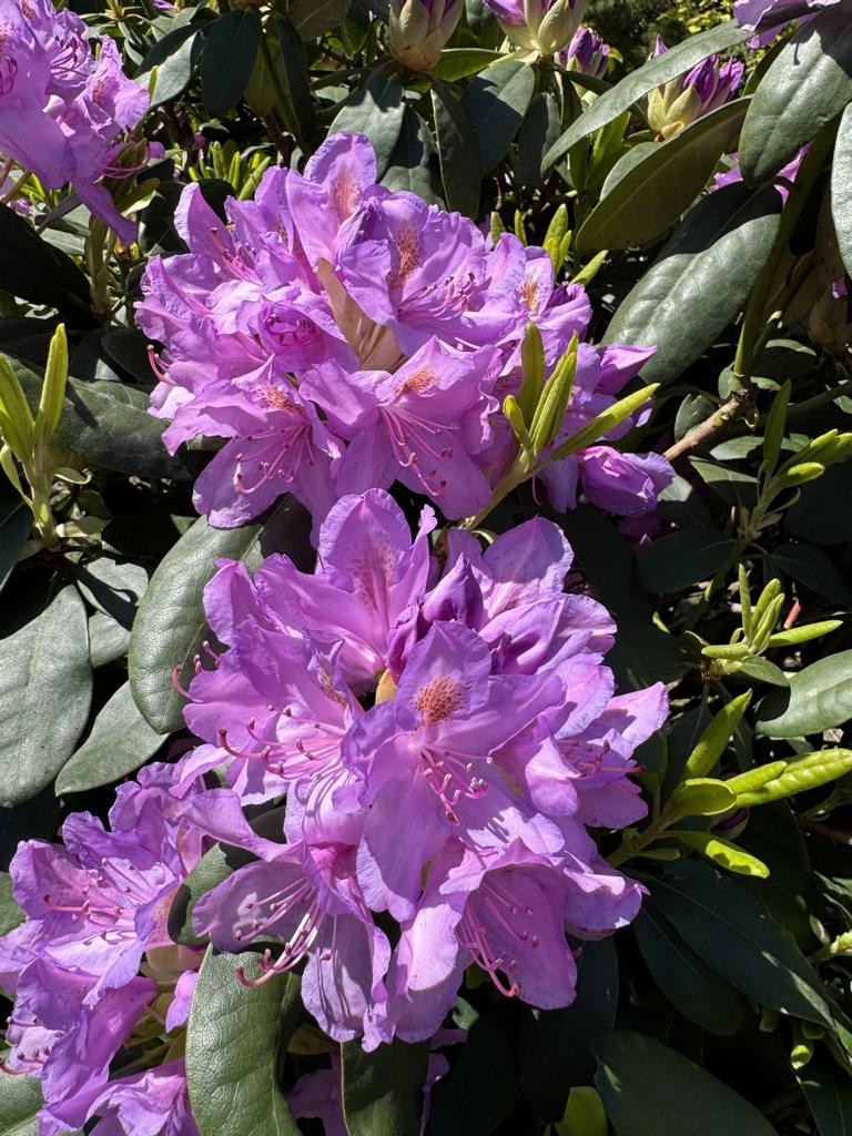 Rhododendron (Catawbiense-Gruppe) 'Catawbiense Grandiflorum'