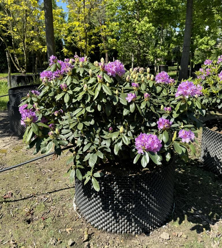 Rhododendron (Catawbiense-Gruppe) 'Catawbiense Grandiflorum'