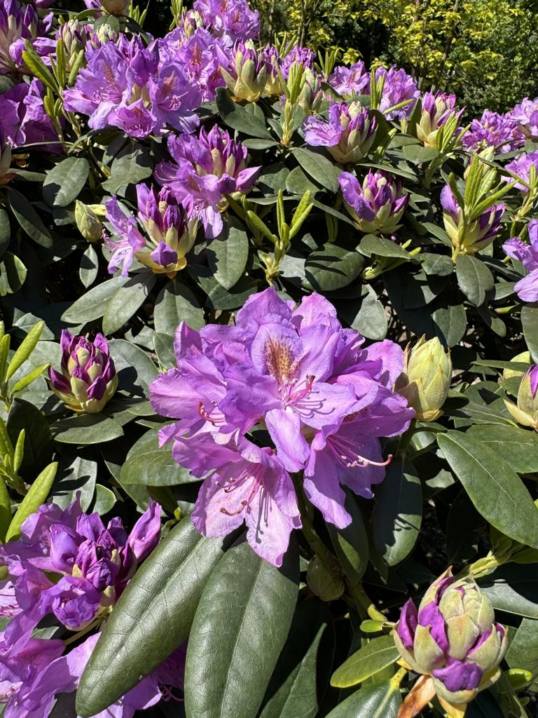 Rhododendron (Catawbiense-Gruppe) 'Catawbiense Grandiflorum'