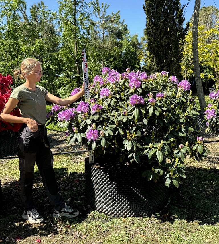 Rhododendron (Catawbiense-Gruppe) 'Catawbiense Grandiflorum'