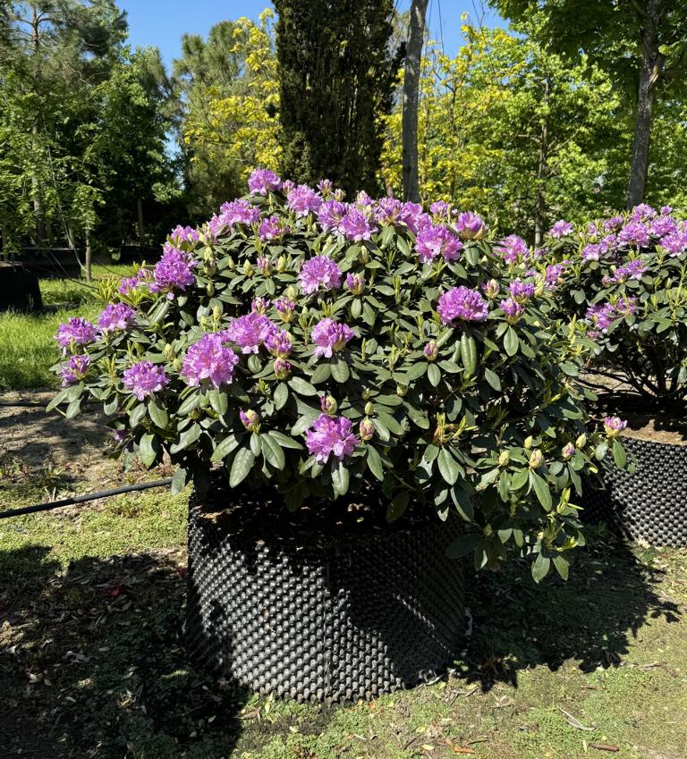 Rhododendron (Catawbiense-Gruppe) 'Catawbiense Grandiflorum'