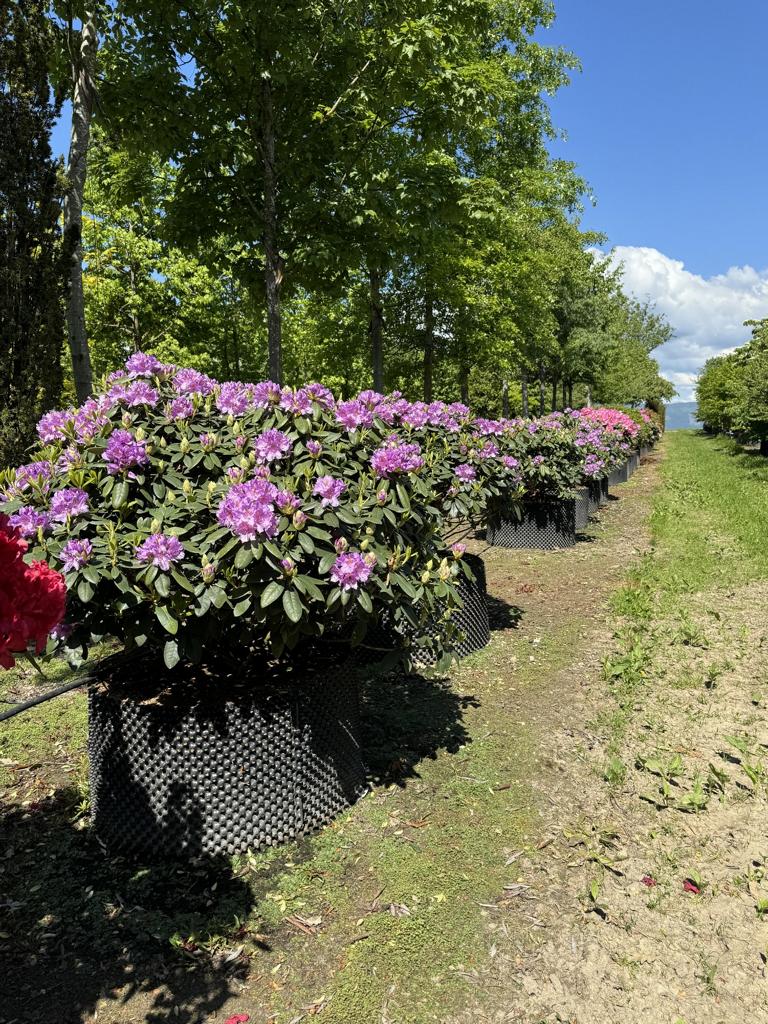 Rhododendron (Catawbiense-Gruppe) 'Catawbiense Grandiflorum'