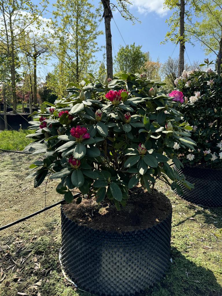 Rhododendron (Catawbiense-Gruppe) 'Germania'