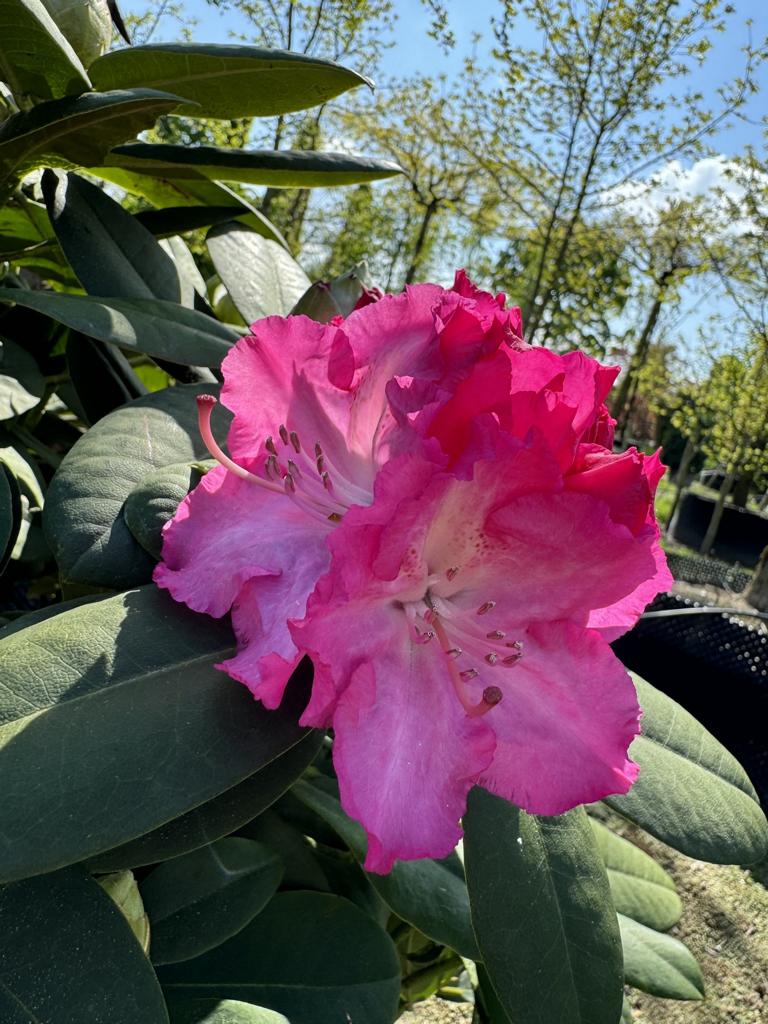Rhododendron (Catawbiense-Gruppe) 'Germania'