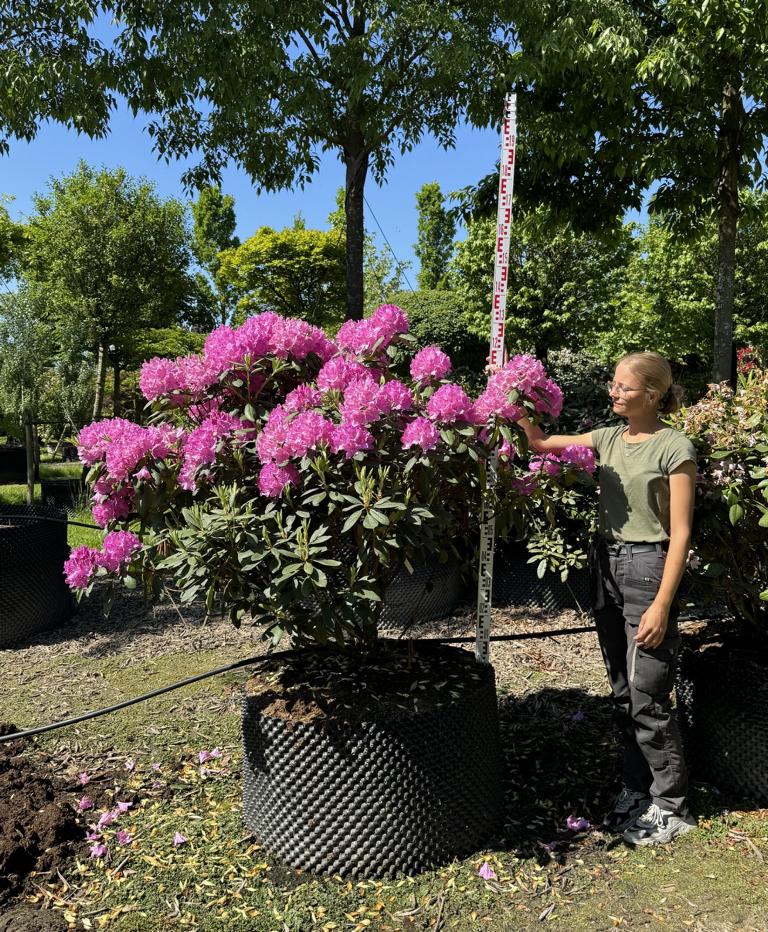 Rhododendron (Catawbiense-Gruppe) 'Roseum Elegans'