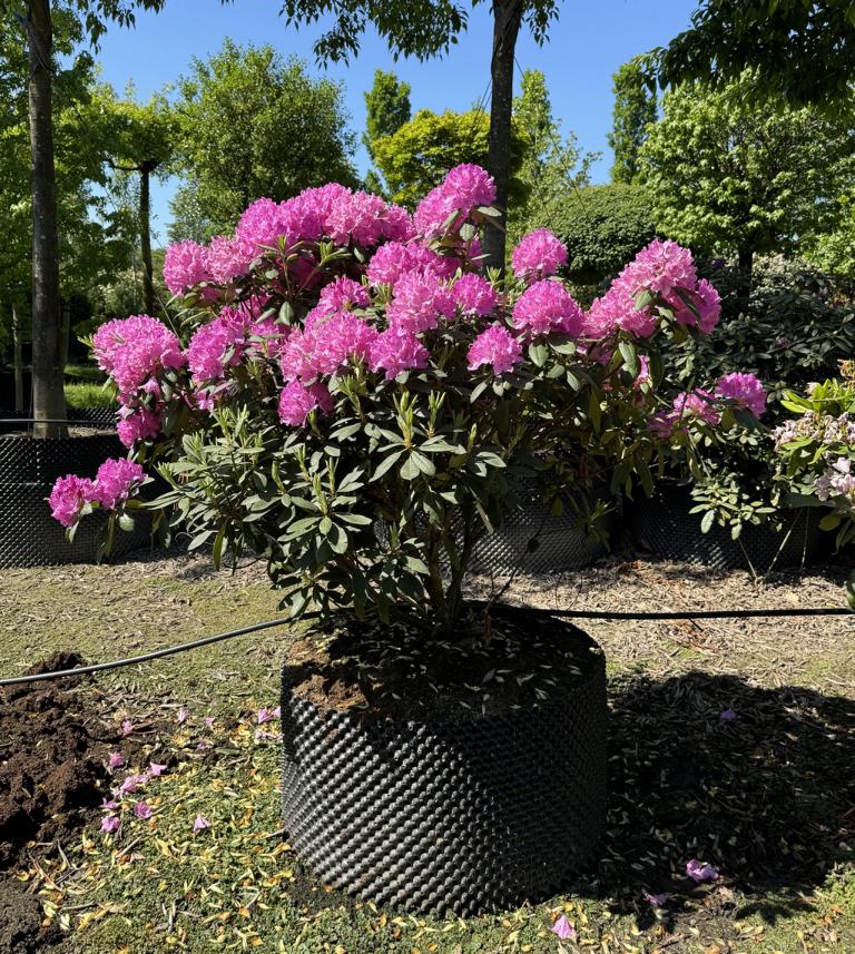 Rhododendron (Catawbiense-Gruppe) 'Roseum Elegans'