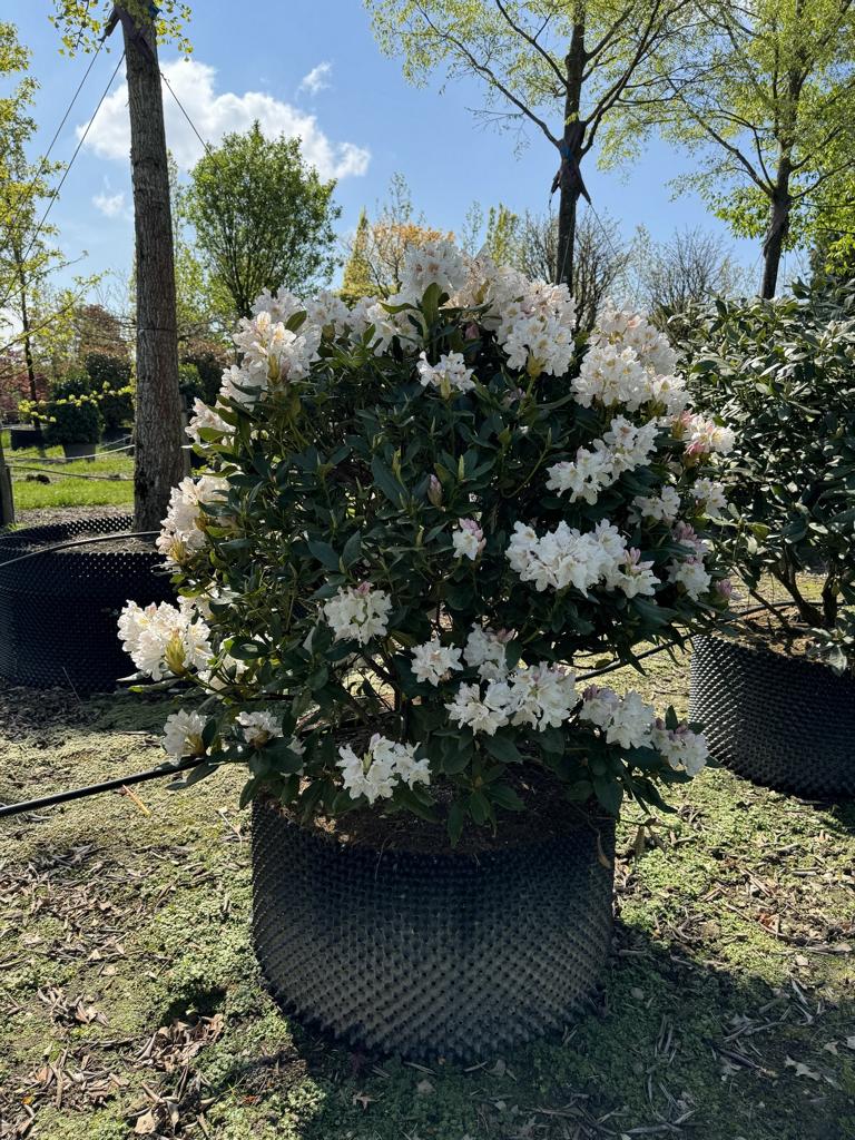 Rhododendron (Caucasicum-Gruppe) 'Cunningham's White'