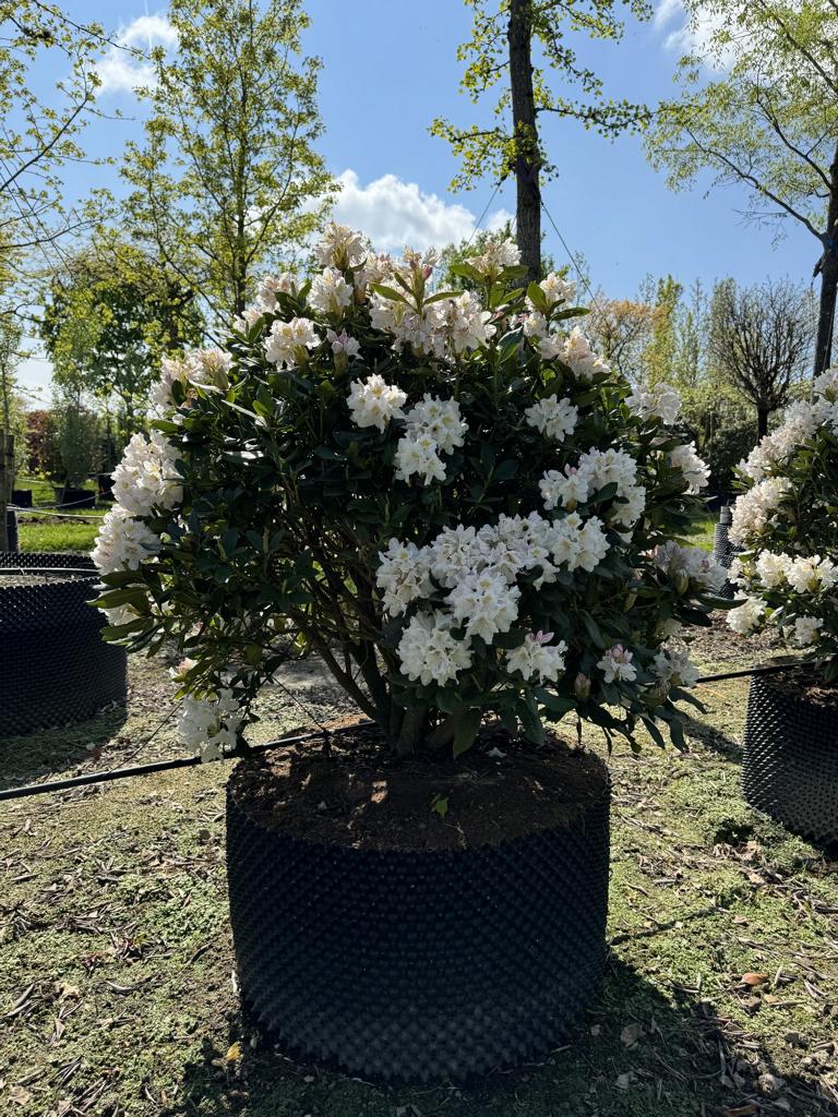 Rhododendron (Caucasicum-Gruppe) 'Cunningham's White'