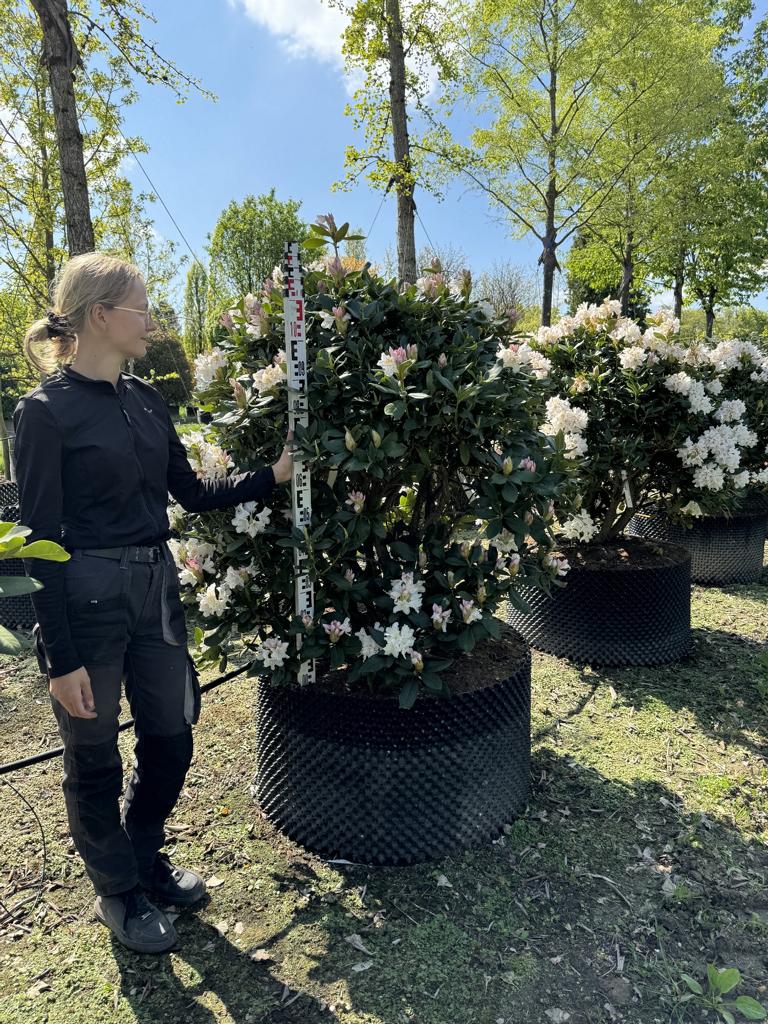 Rhododendron (Caucasicum-Gruppe) 'Cunningham's White'