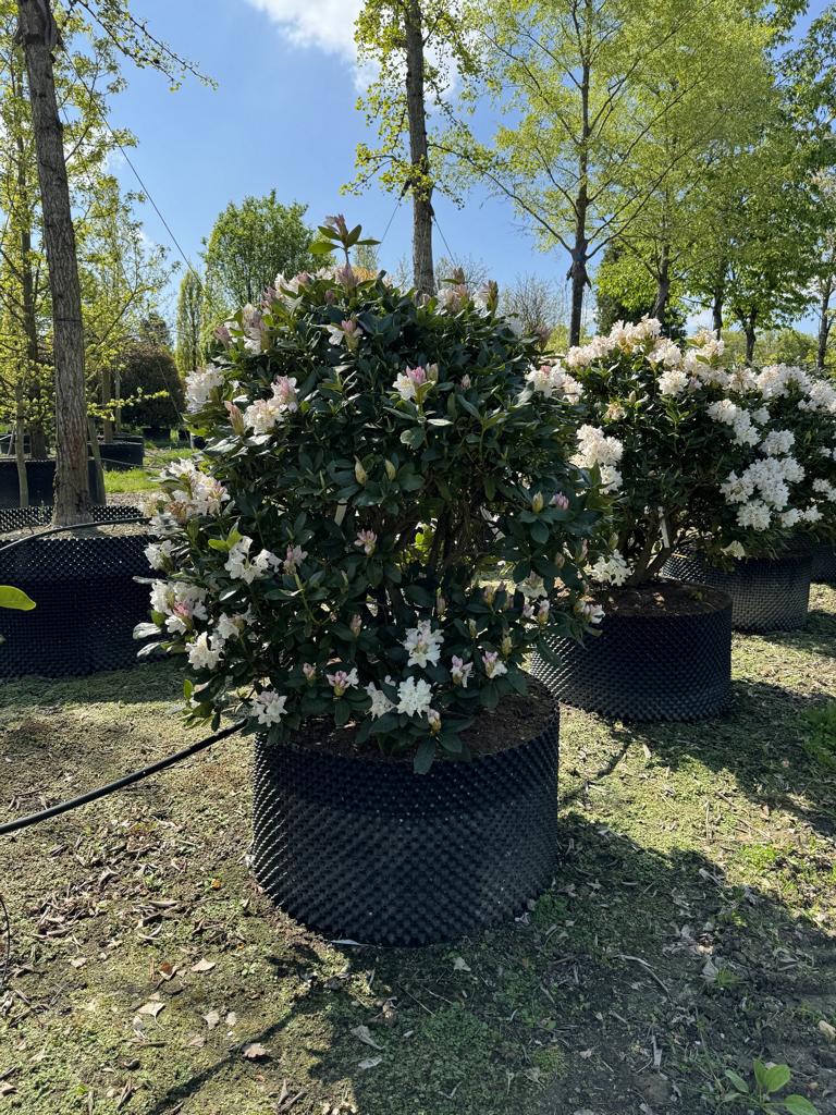 Rhododendron (Caucasicum-Gruppe) 'Cunningham's White'