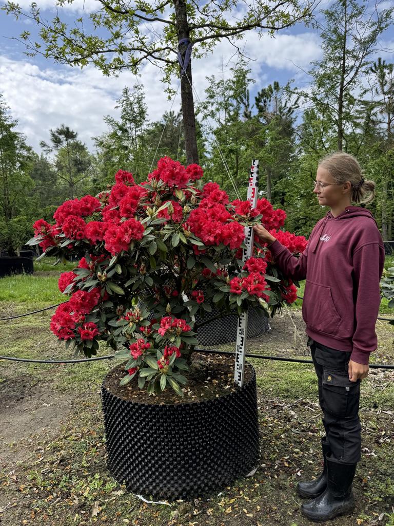 Rhododendron 'Feuerschein'